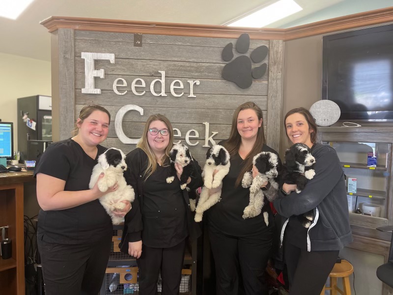 Best Vet Hospital In Millersport, OH Feeder Creek Vet